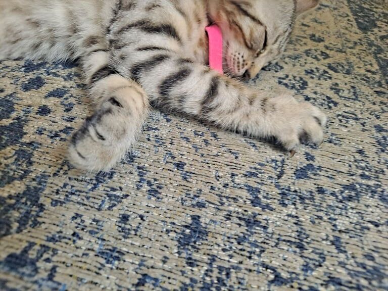 Bengal kittens for sale in Brierley Hill, West Midlands – 11 weeks old - Image 3 of 3
