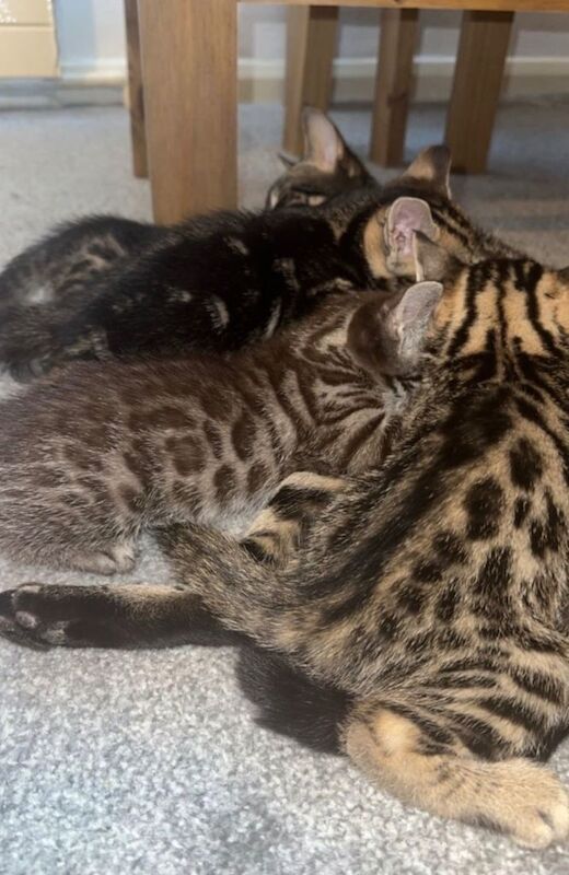 Beautiful pure breed Bengal female kitten AVAILABLE NOW - Image 2 of 4