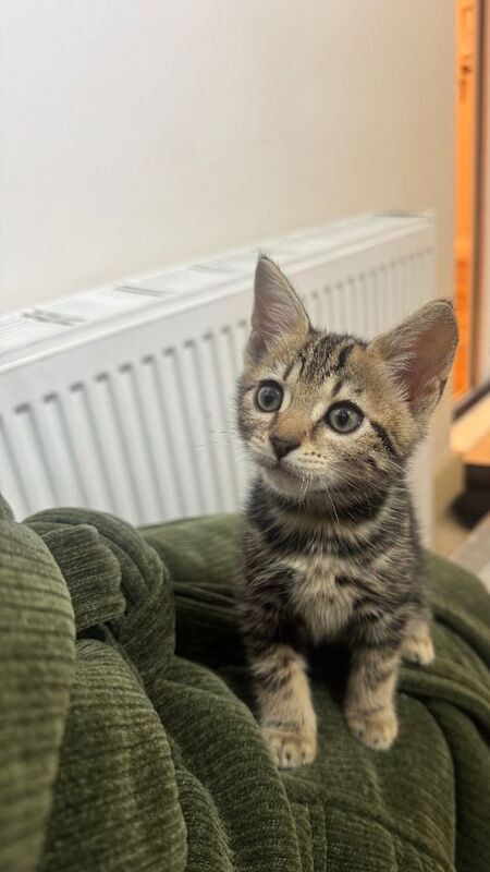 Beautiful pure breed Bengal female kitten AVAILABLE NOW - Image 3 of 4