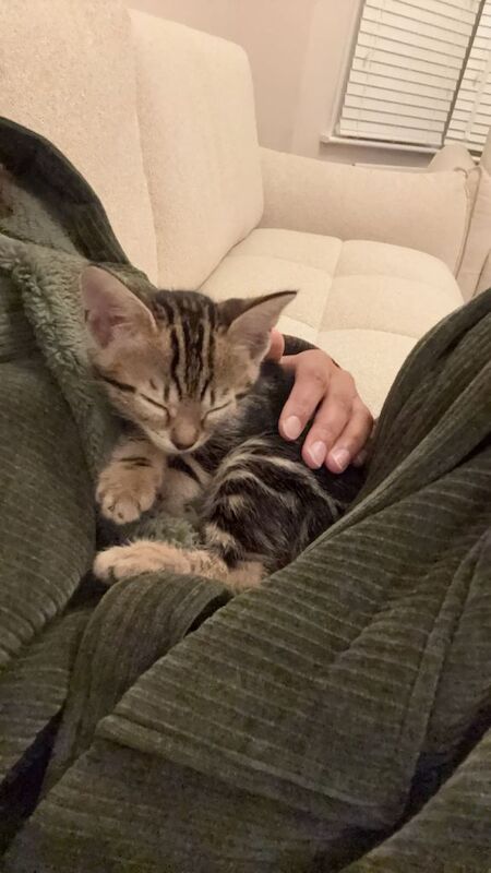 Beautiful pure breed Bengal female kitten AVAILABLE NOW - Image 4 of 4