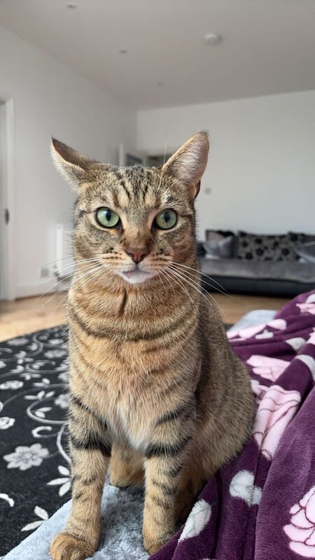 Beautiful Purebred Bengal Cat – Loving Home Wanted for sale in Cyncoed, South Glamorgan