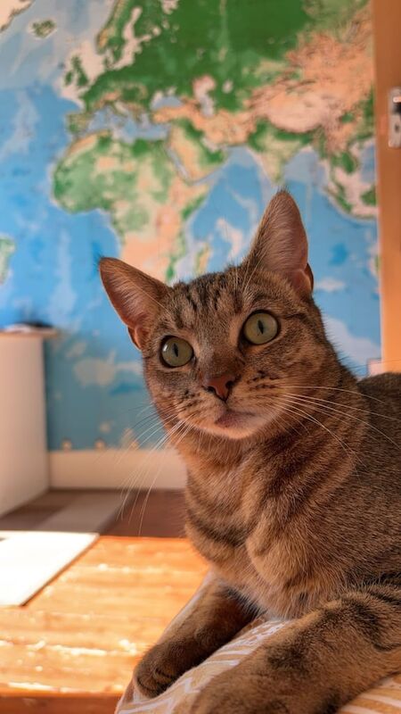 Beautiful Purebred Bengal Cat – Loving Home Wanted for sale in Cyncoed, South Glamorgan - Image 2
