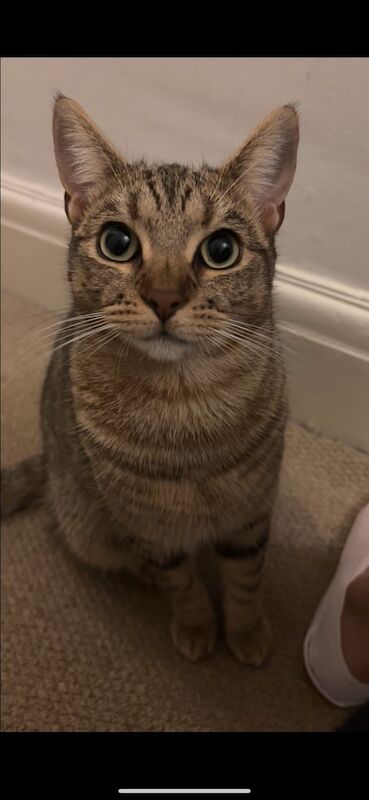Beautiful Purebred Bengal Cat – Loving Home Wanted for sale in Cyncoed, South Glamorgan - Image 3