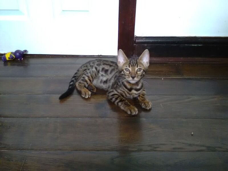 Brown Bengal kittens for sale in Crawley West Sussex – 9 weeks old