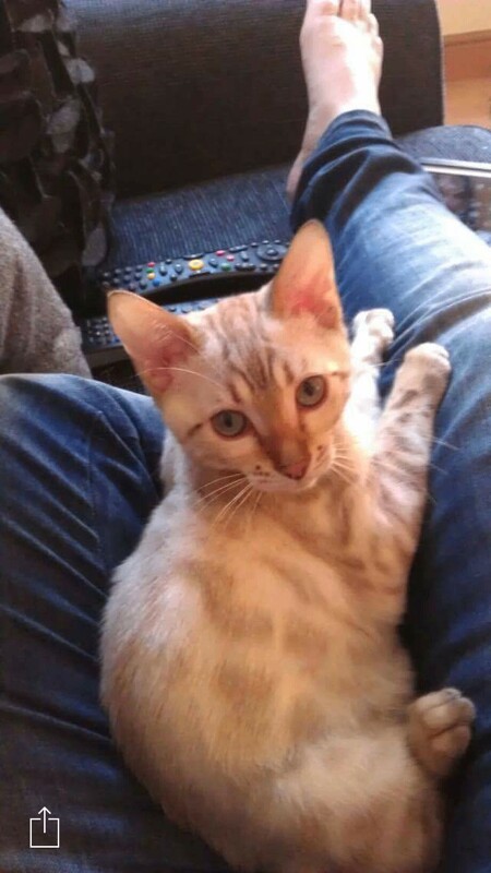 Bengal kittens for sale in Beverley, East Riding of Yorkshire – 10 years old - Image 2 of 3