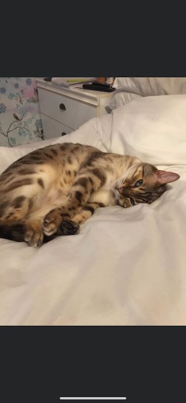 Bengal kittens for sale in Beverley, East Riding of Yorkshire – 10 years old - Image 3 of 3