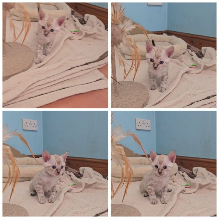 Bengal kittens for sale in Lutterworth, Leicestershire – 5 weeks old