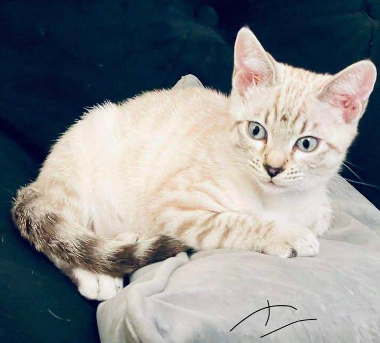 Bengal Kittens For Sale