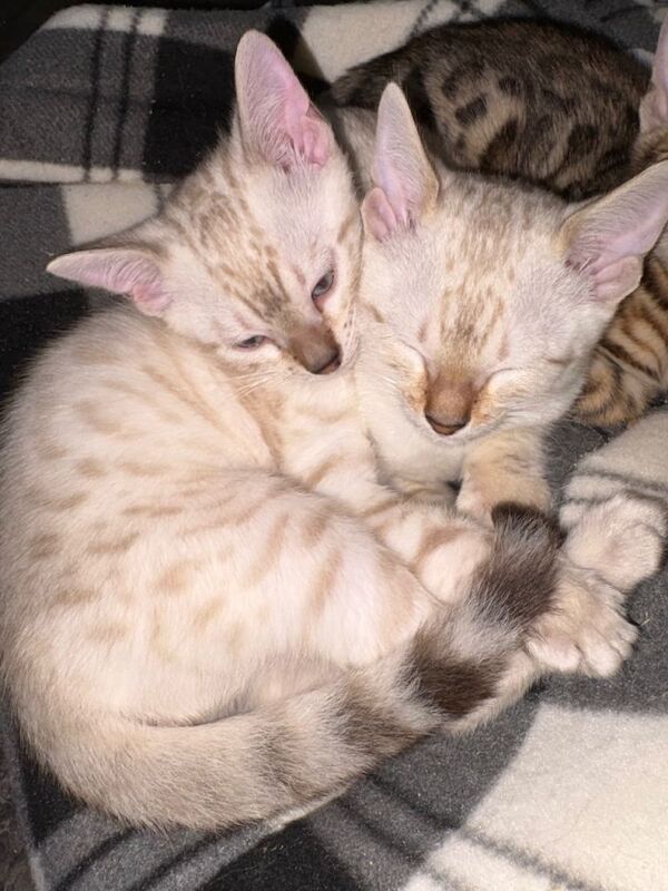Bengal Kittens For Sale