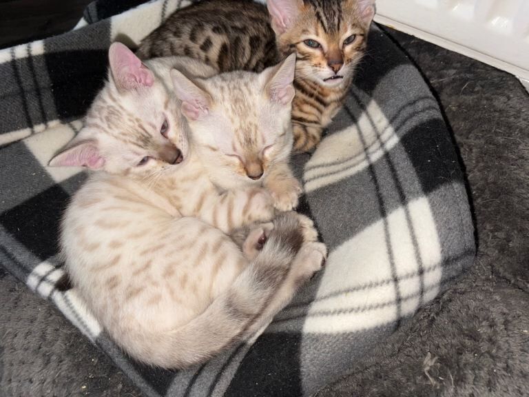Bengal kittens for sale in Didsbury, Manchester – 8 weeks old - Image 2 of 4
