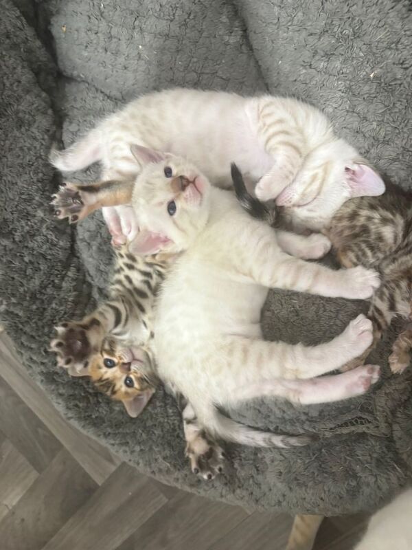 Bengal kittens for sale in Didsbury, Manchester – 8 weeks old - Image 4 of 4