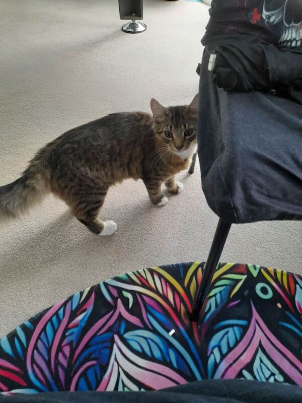 Beautiful Tabby Cat Looking for a Loving New Home
