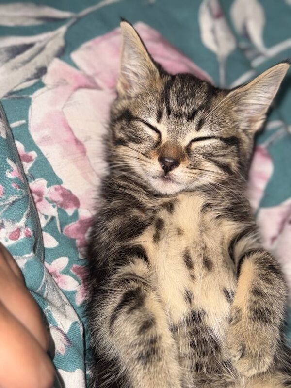 Bengal kittens for sale in Old Swan, Merseyside – 9 weeks old - Image 2 of 4