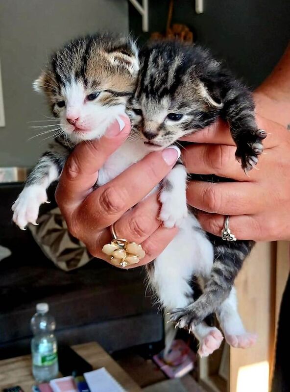 Beautiful tabby kittens for sale