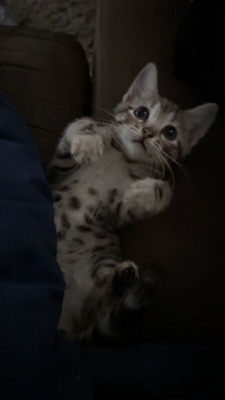Bengal kittens for sale in Southampton, Hampshire – 11 weeks old