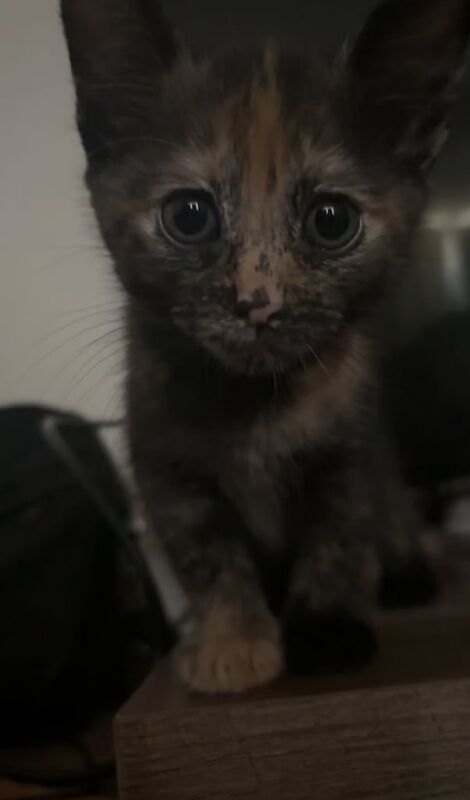 Bengal kittens for sale in Southampton, Hampshire – 11 weeks old - Image 2 of 3