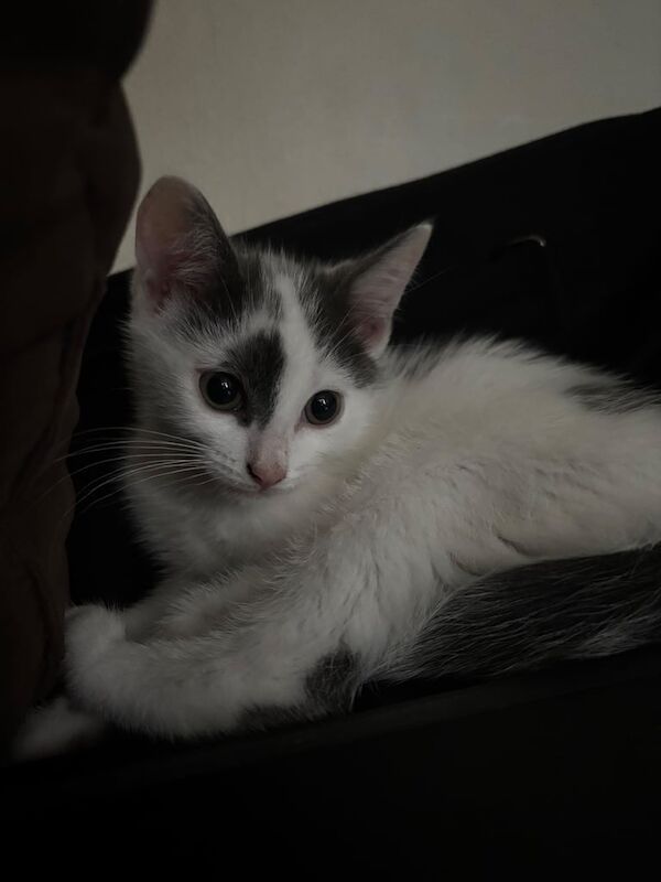 Bengal kittens for sale in Southampton, Hampshire – 11 weeks old - Image 3 of 3
