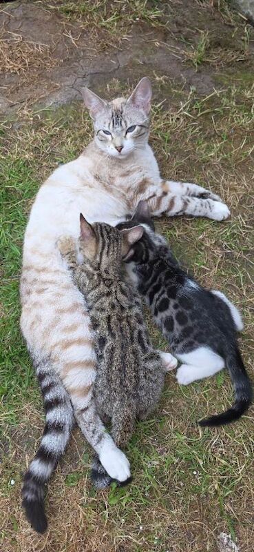 Beautiful, uniquely coloured purebred Bengal kittens available now.