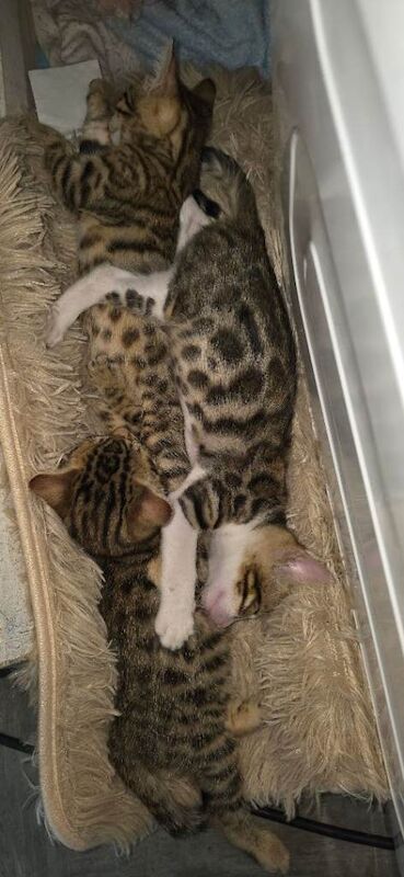 Beautiful, uniquely coloured purebred Bengal kittens available now. - Image 2 of 3