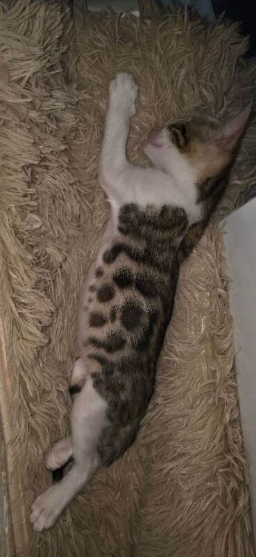 Beautiful, uniquely coloured purebred Bengal kittens available now. - Image 3 of 3