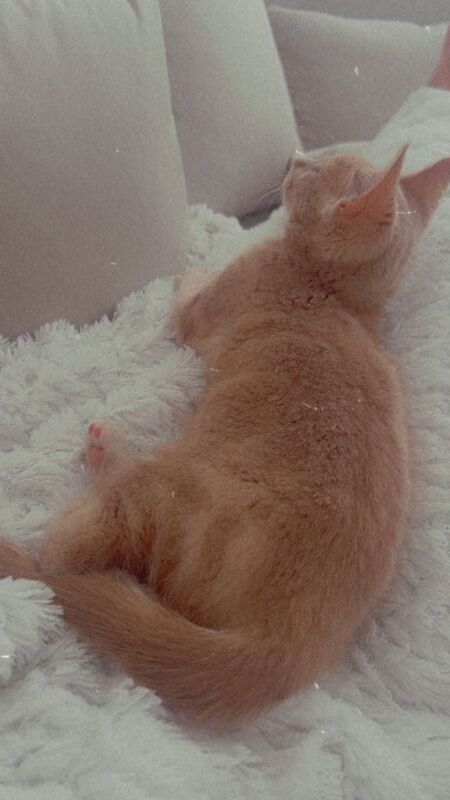 Bengal Kittens For Sale