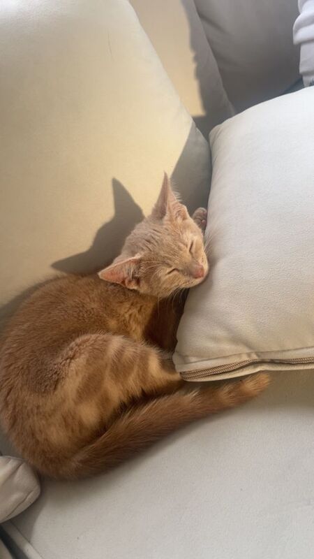 Beige/cream female kitten Cross Bengal (rare unique colour & markings - Image 3 of 3