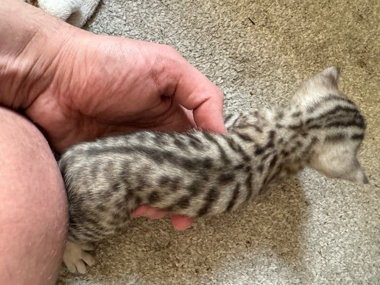 Bengal for sale in Falkirk, Stirling and Falkirk | Image 2