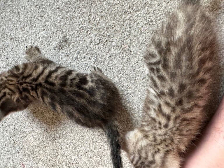 Bengal for sale in Falkirk, Stirling and Falkirk | Image 3