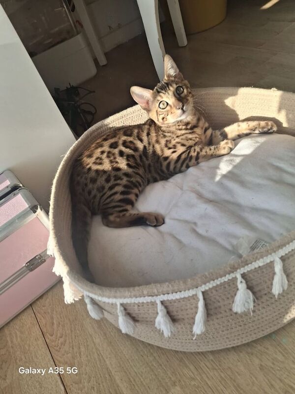 Bengal kittens for sale in Walthamstow, Greater London – 3 months old