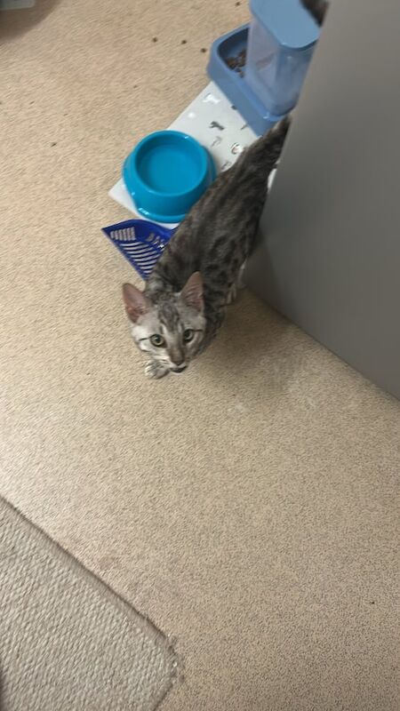 Bengal kittens for sale in Taunton, Somerset – 4 months old