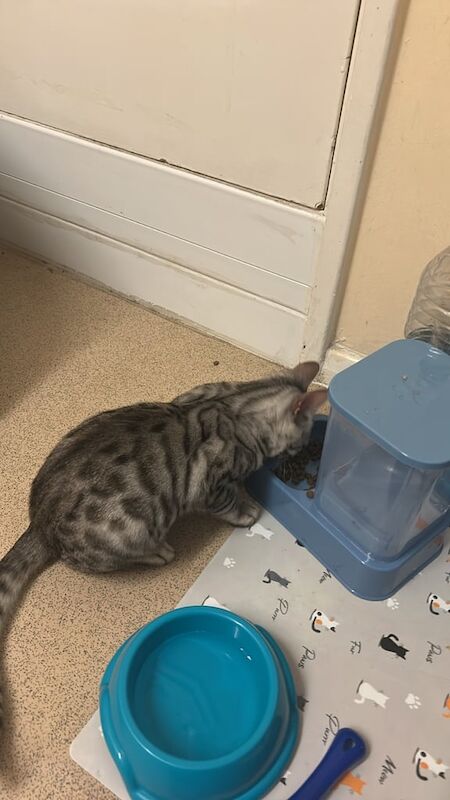 Bengal kittens for sale in Taunton, Somerset – 4 months old - Image 2 of 5