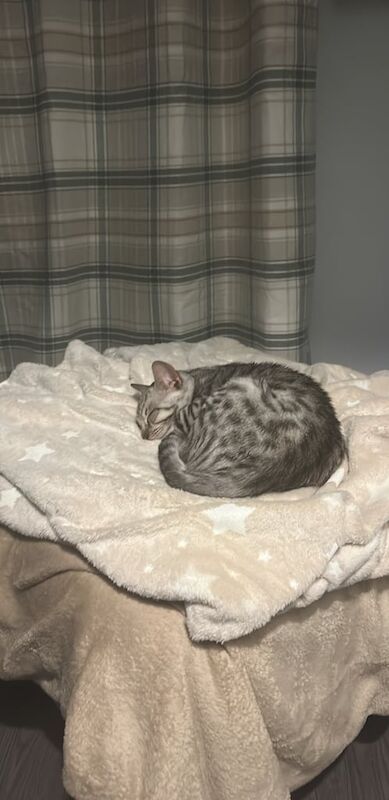 Bengal kittens for sale in Taunton, Somerset – 4 months old - Image 3 of 5