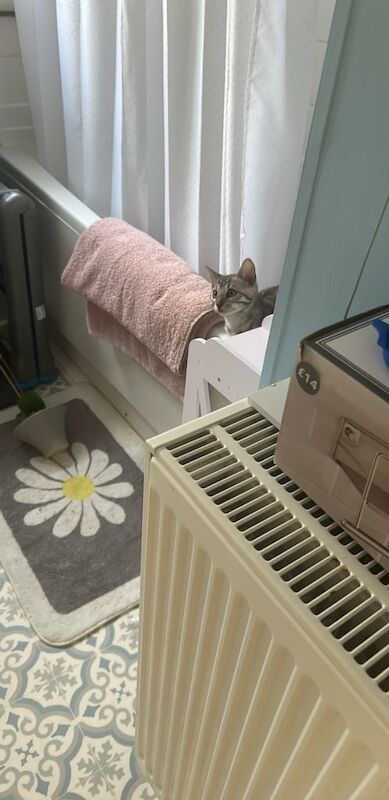 Bengal kittens for sale in Taunton, Somerset – 4 months old - Image 4 of 5