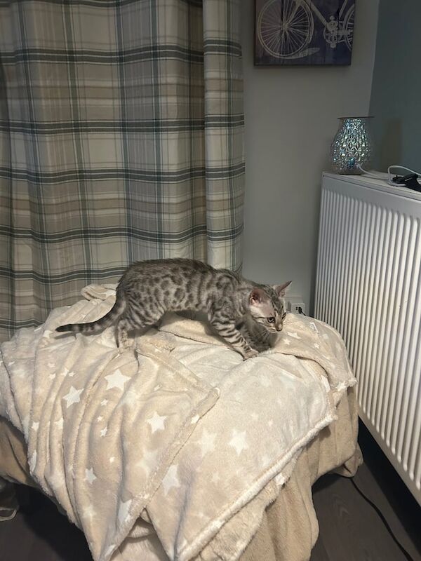 Bengal kittens for sale in Taunton, Somerset – 4 months old - Image 5 of 5