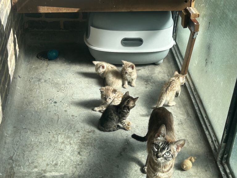 Bengal Kittens For Sale