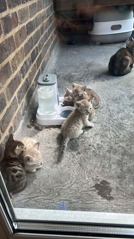 Bengal - Image 2 of 4