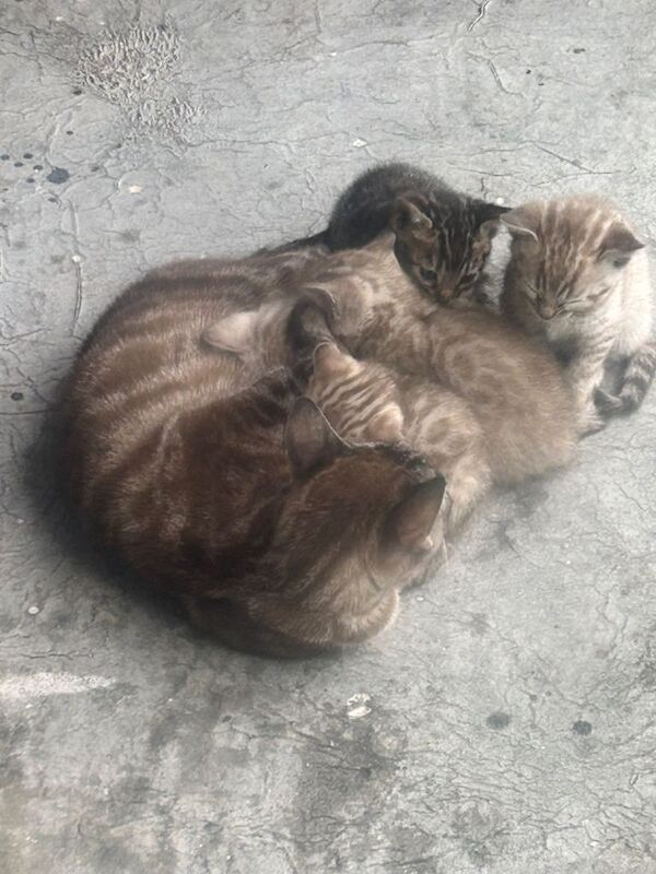 Bengal - Image 3 of 4