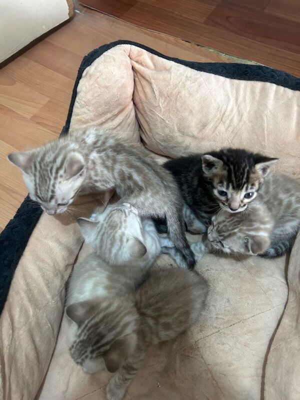 Bengal - Image 4 of 4