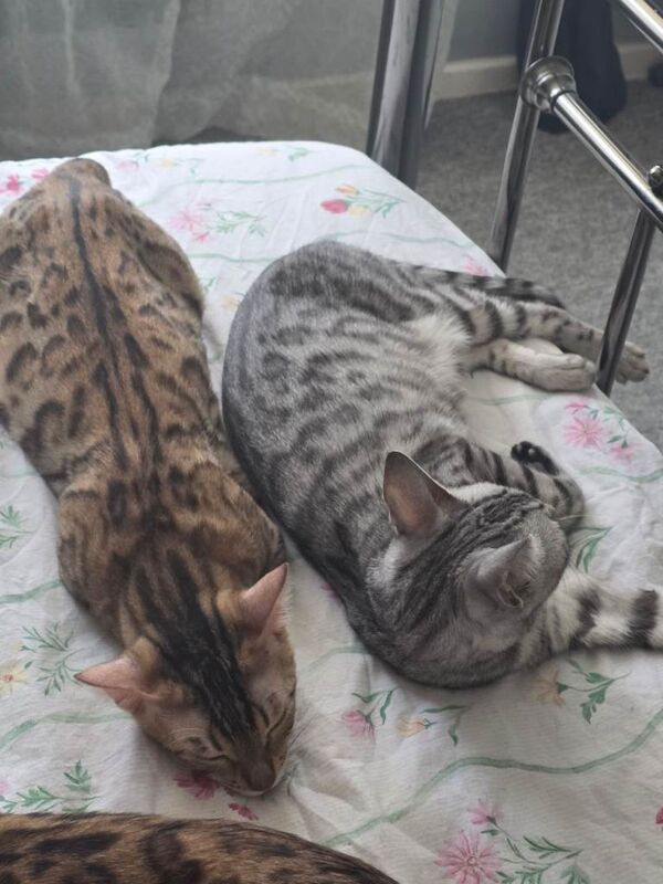 Bengal Kittens For Sale