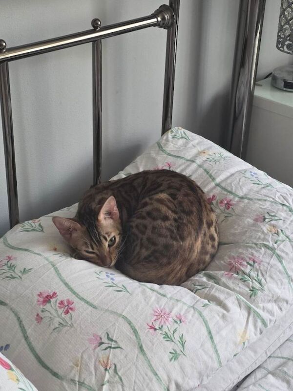 Bengal - Image 2 of 4