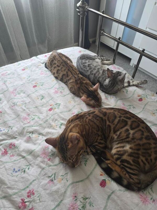 Bengal - Image 3 of 4