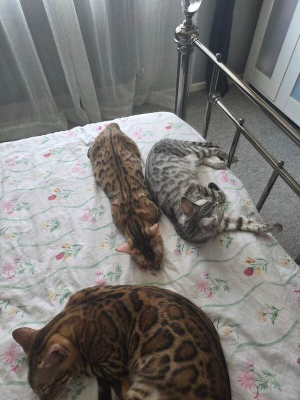 Bengal - Image 4 of 4