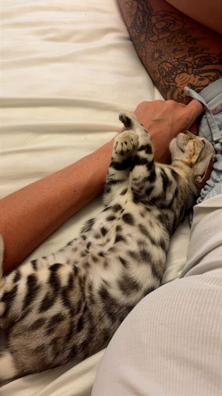 Bengal 4 months for sale