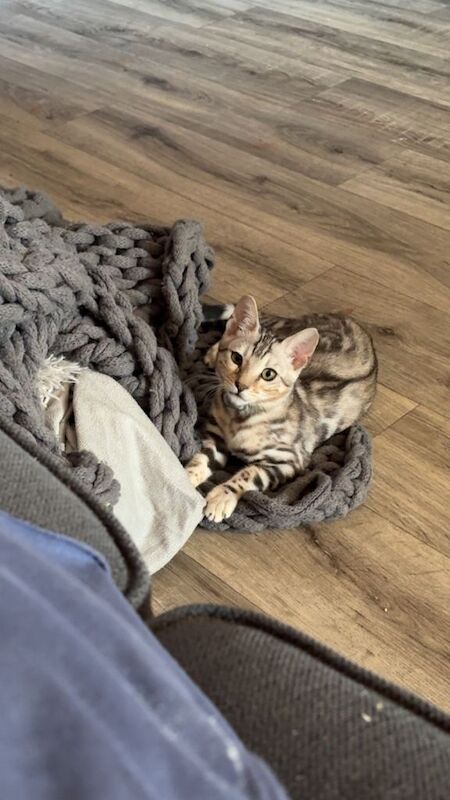 Bengal 4 months for sale - Image 2 of 5