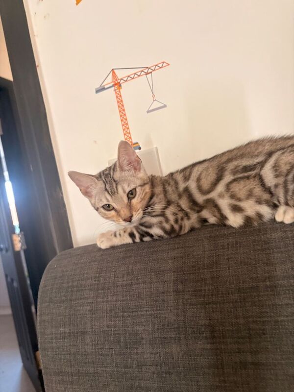 Bengal 4 months for sale - Image 3 of 5