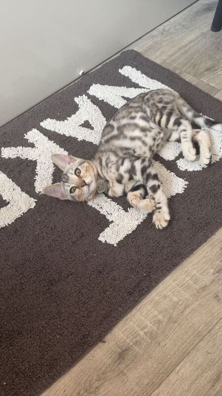 Bengal 4 months for sale - Image 4 of 5