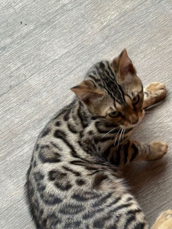 Bengal kittens for sale in Chesterfield, Derbyshire – 6 months old
