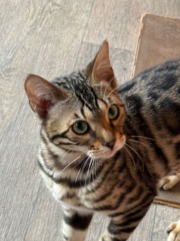 Bengal kittens for sale in Chesterfield, Derbyshire – 5 months old - Image 2 of 6