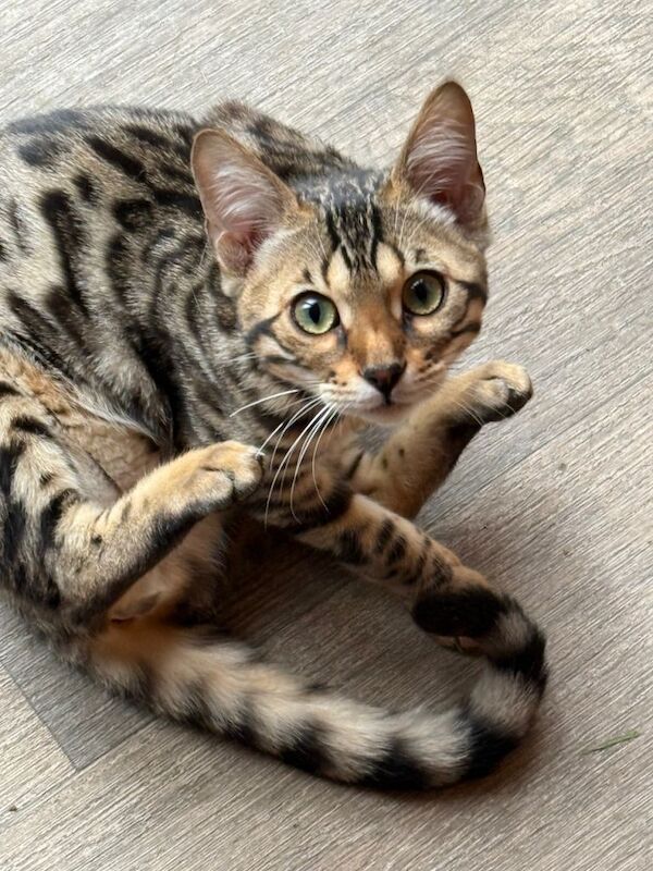 Bengal kittens for sale in Chesterfield, Derbyshire – 5 months old - Image 3 of 6
