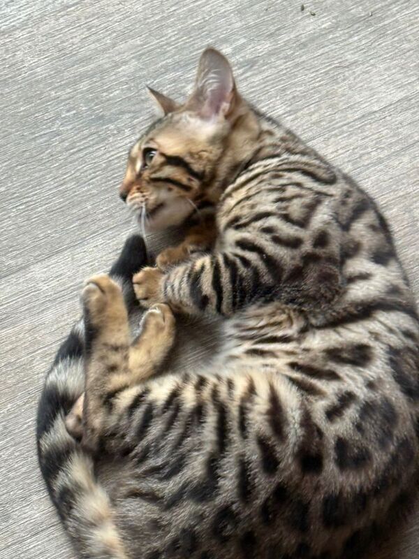 Bengal kittens for sale in Chesterfield, Derbyshire – 5 months old - Image 4 of 6